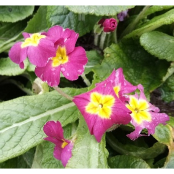 Pierwiosnek bezłodygowy-Primula acaulis