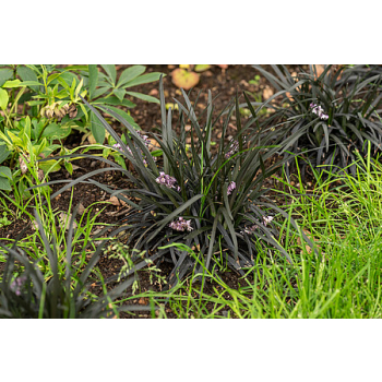 Konwalnik płaskopędowy Nigrescens - Ophiopogon planiscapus Nigrescens