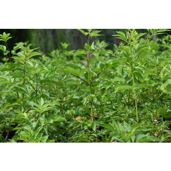 Bez koralowy - Sambucus racemosa