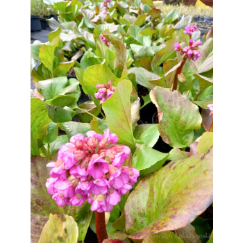 Bergenia sercowata-Bergenia cordifolia