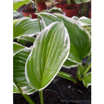 Funkia z białymi obrzeżami-Hosta