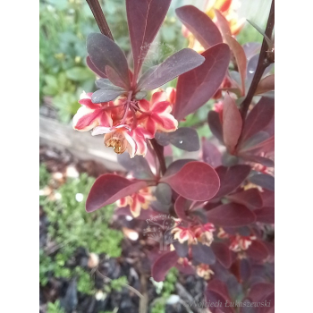 Berberys Thunberga Helmond Pillar - Berberis thunbergii