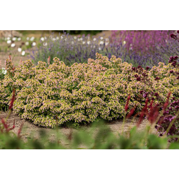 Oregano Dingle Fairy - Origanum vulgare