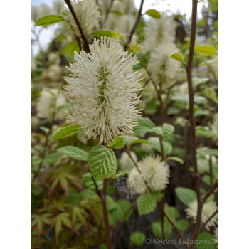 Fotergilla mieszańcowa Beaver Creek - Fothergilla x intermedia
