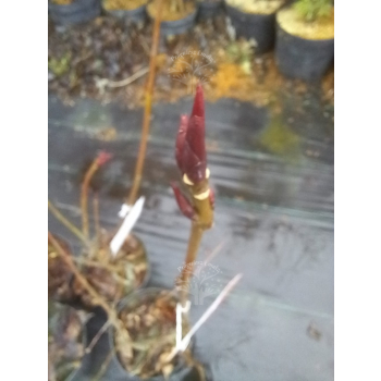 Trzmielina płaskoogonkowa-Euonymus planipes