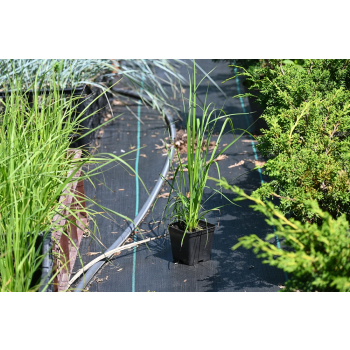 Trawa pampasowa - Cortaderia selloana