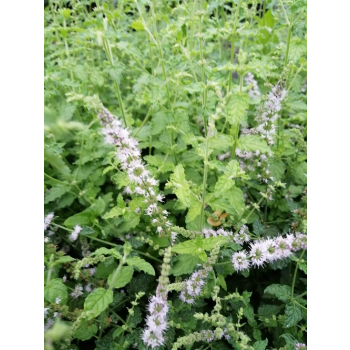 Mięta truskawkowa - Mentha species