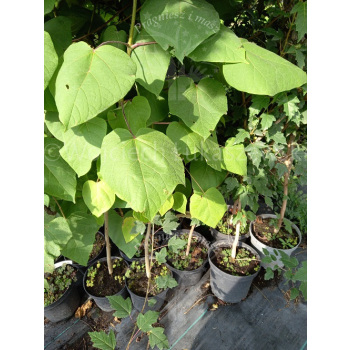 Katalpa zwyczajna-Catalpa bignonioides