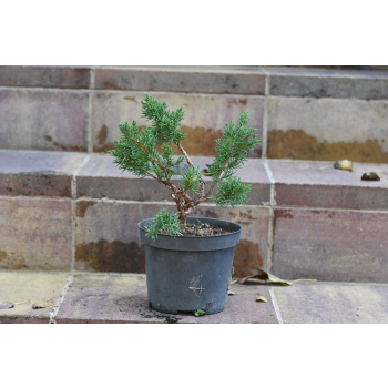 Jałowiec chiński Shimpaku - Juniperus chinensis 0089