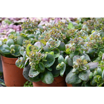 Rozchodnik ogrodowy Globe Pink - Sedum hybridum
