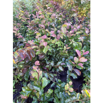 Parocja perska Burgundy-Parrotia persica