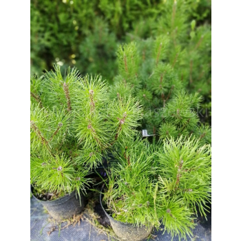 Kosodrzewina pumilio-Pinus mugo var.pumilio