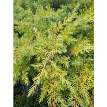 Jałowiec nadbrzeżny Allgold-Juniperus conferta