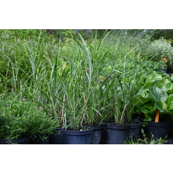 Miskant chiński Zebrinus - Miscanthus sinensis