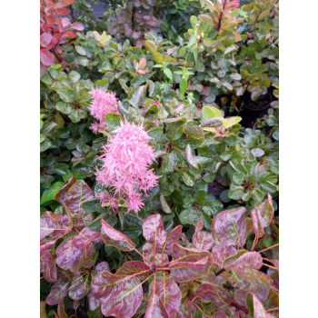 Perukowiec podolski Smokey Joe-Cotinus coggygria