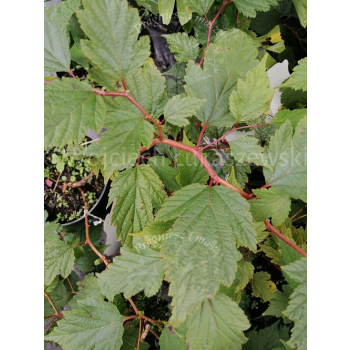 Neilia tybetańska-Neillia thibetica
