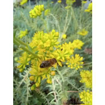 Rozchodnik ościsty-Sedum reflexum