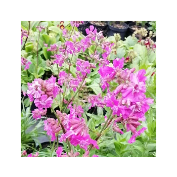 Firletka smółka-Lychnis viscaria