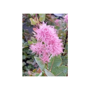 Perukowiec podolski Smokey Joe-Cotinus coggygria