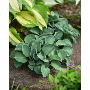 Funkia Blue Mouse Ears - Hosta hybrid