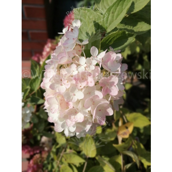 Hortensja Harry's Souvenir-Hydrangea paniculata