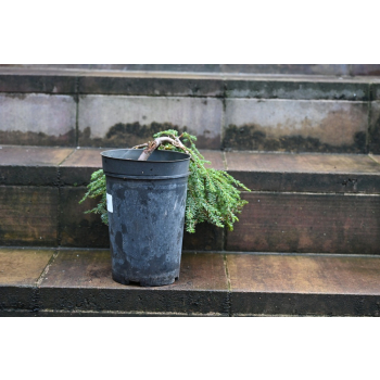 Choina kanadyjska Cole's Prostrate -Tsuga canadensis 0009