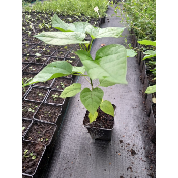 Katalpa zwyczajna-Catalpa bignonioides