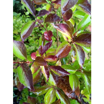 Forsycja Kanarek-Forsythia