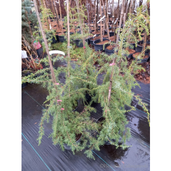 Jałowiec pospolity Oblonga Pendula-Juniperus communis