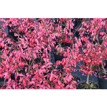 Trzmielina oskrzydlona Little Moses - Euonymus alatus
