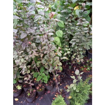 Jabłoń purpurowa-Malus purpurea