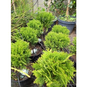 Żywotnik zachodni Danica-Thuja occidentalis
