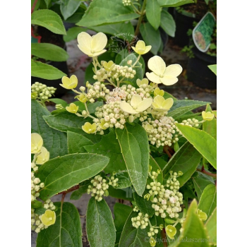 Hortensja bukietowa Dharuma-Hydrangea paniculata