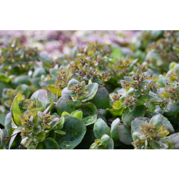 Rozchodnik ogrodowy Globe Pink - Sedum hybridum