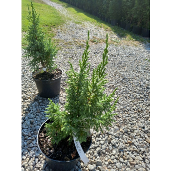 Jałowiec Pinga Loderi-Juniperus pingii