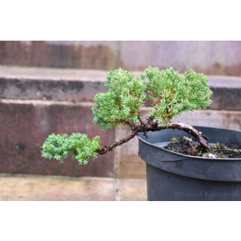Jałowiec rozesłany Nana - Juniperus procumbens 0018
