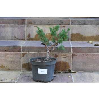 Jałowiec chiński Shimpaku - Juniperus chinensis 0089