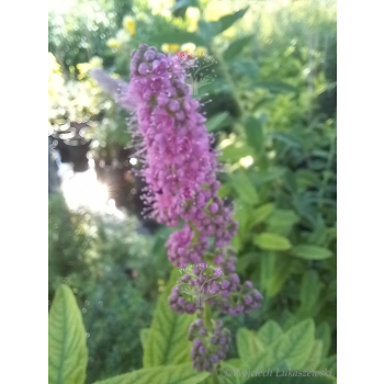 Tawuła Douglasa-Spiraea douglasii