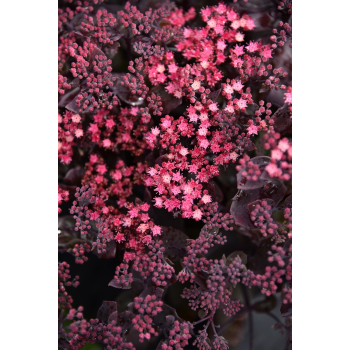 Rozchodnik ogrodowy Globe Purple - Sedum hybridum