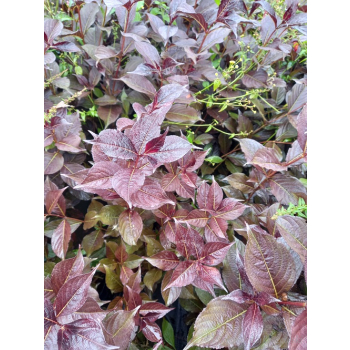 Krzewuszka cudowna Black Ruby-Weigela florida