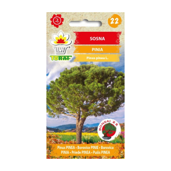Sosna pinia