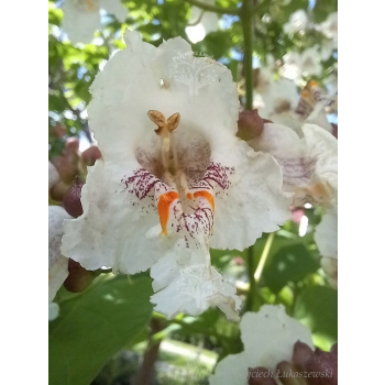Katalpa zwyczajna-Catalpa bignonioides