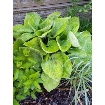 Funkia zielona-Hosta