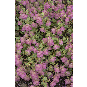 Oregano Kent Beauty - Origanum rotundifolium