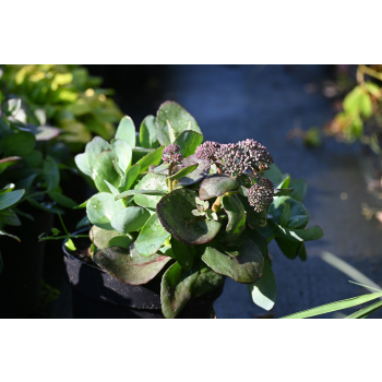 Rozchodnik ogrodowy Globe Yellow - Sedum hybridum