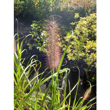 Rozplenica japońska Red Head - Pennisetum alopecuroides