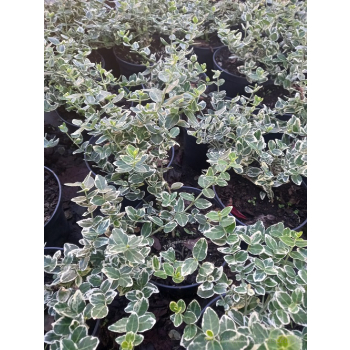 Trzmielina Emerald Gaiety-Euonymus fortunei
