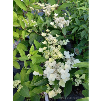 Hortensja bukietowa Dharuma-Hydrangea paniculata