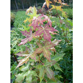 Klon ściętolistny - Acer truncatum