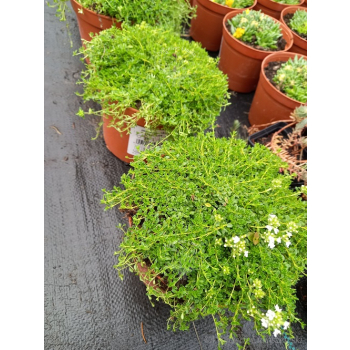 Macierzanka wczesna-Thymus praecox Albiflorus